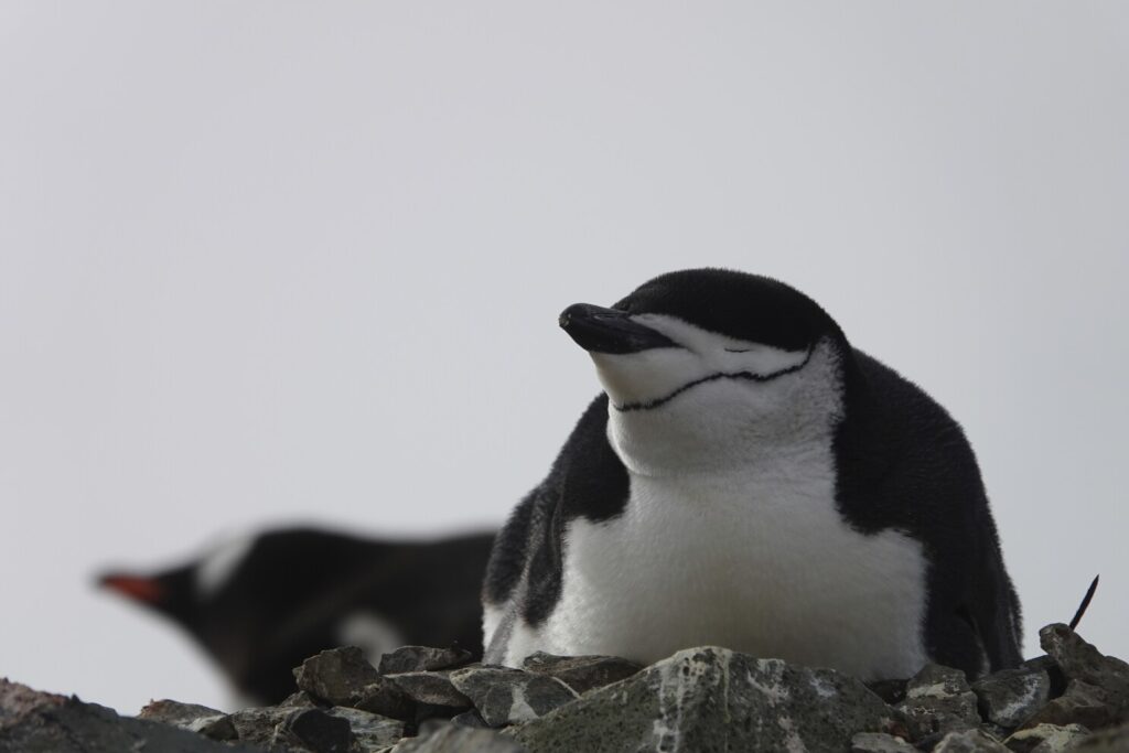 soneca de pinguim