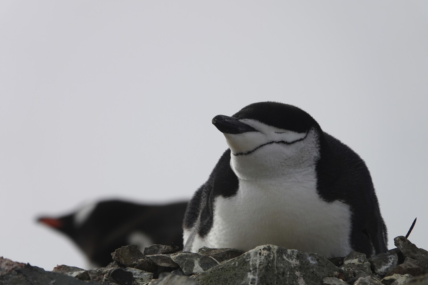 soneca de pinguim