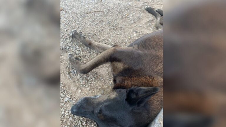 Polícia Civil de SC descarta envolvimento de um dos adolescentes expostos em maus-tratos contra o cão Orelha