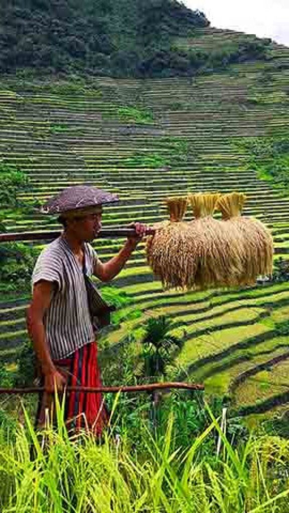 Terraços de Arroz das Filipinas