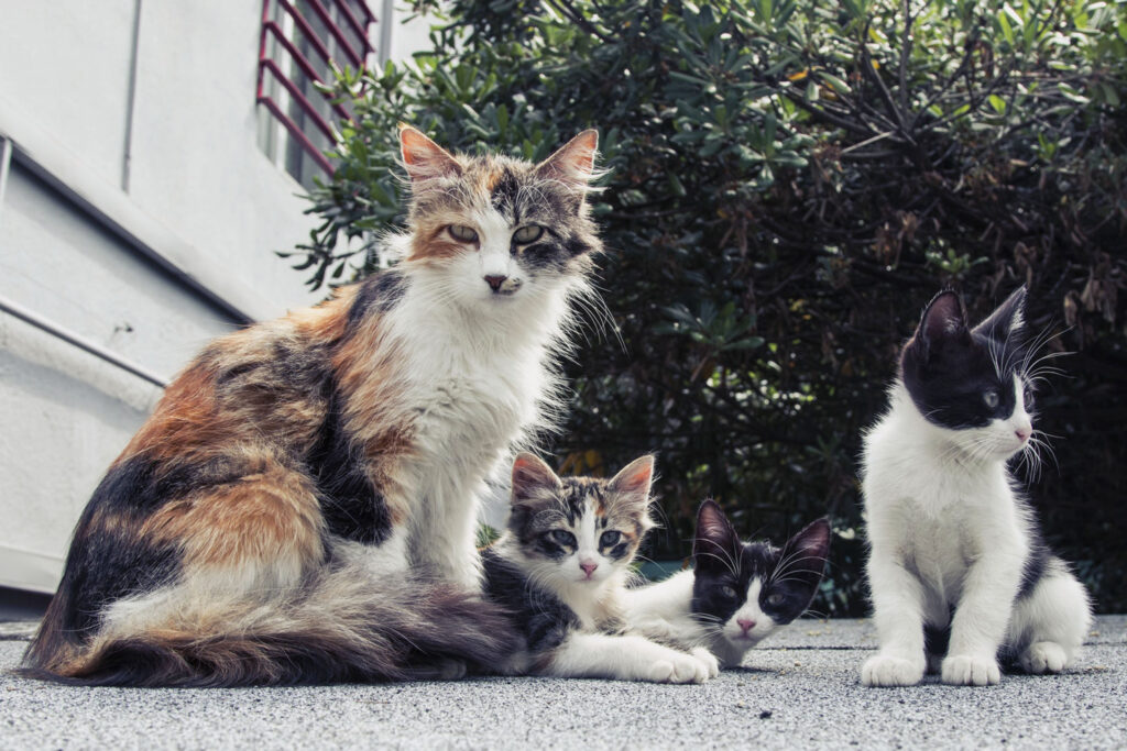 animais de rua