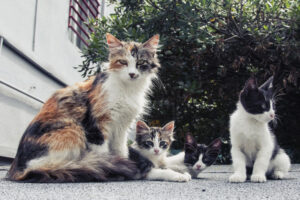 animais de rua