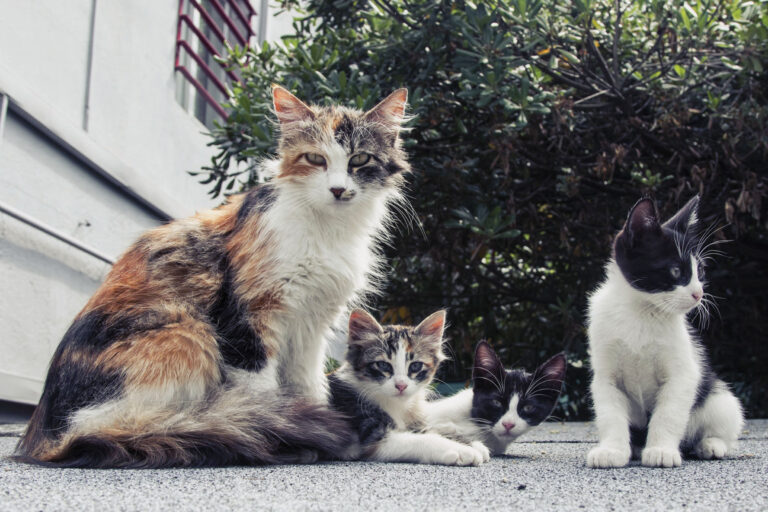 Casinhas de animais de rua são demolidas por trator no Distrito Federal