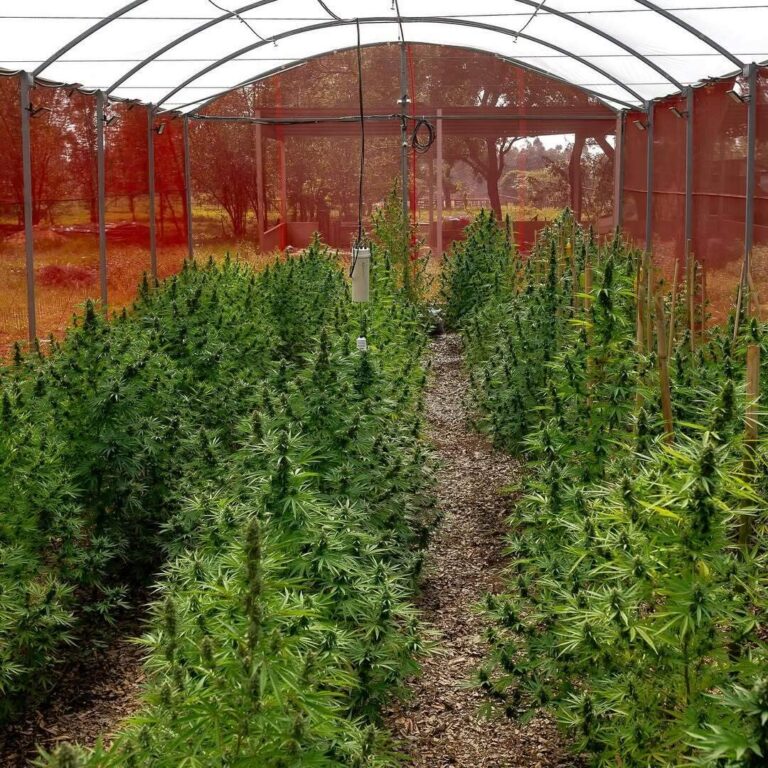 Cultivo de cannabis medicinal é liberado no Brasil; entenda as novas regras da Anvisa