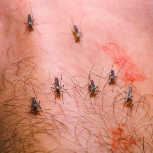 Febre do Nilo Ocidental: Brasil registra primeiros casos e acende alerta