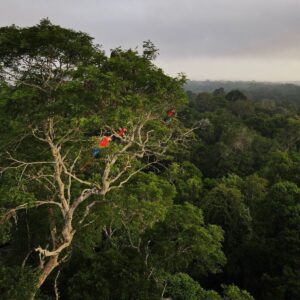 recuperação da vegetação nativa
