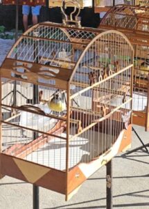 torneio irregular de aves