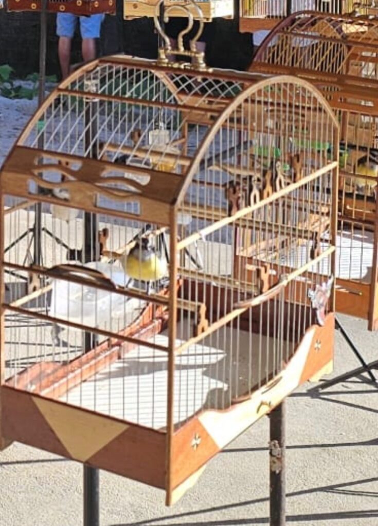 torneio irregular de aves
