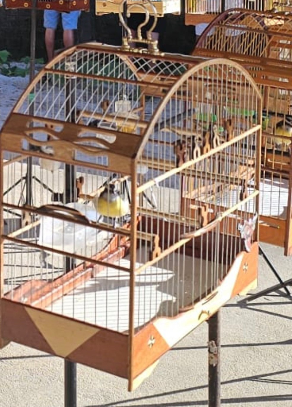 torneio irregular de aves