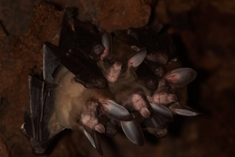 DNA de morcegos revela segredos sobre longevidade e resistência ao câncer
