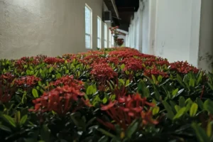 primavera 2026 El Niño Bahia