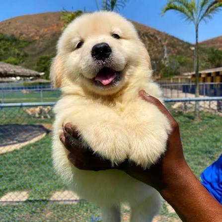 saúde mental do pet