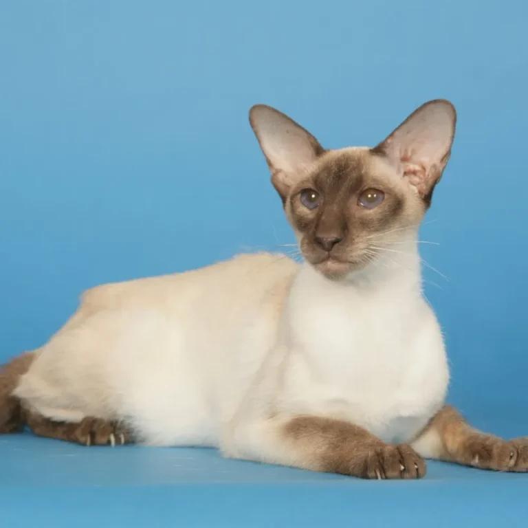 Gato siamês vira coautor de artigo científico na Physical Review Letters em 1975