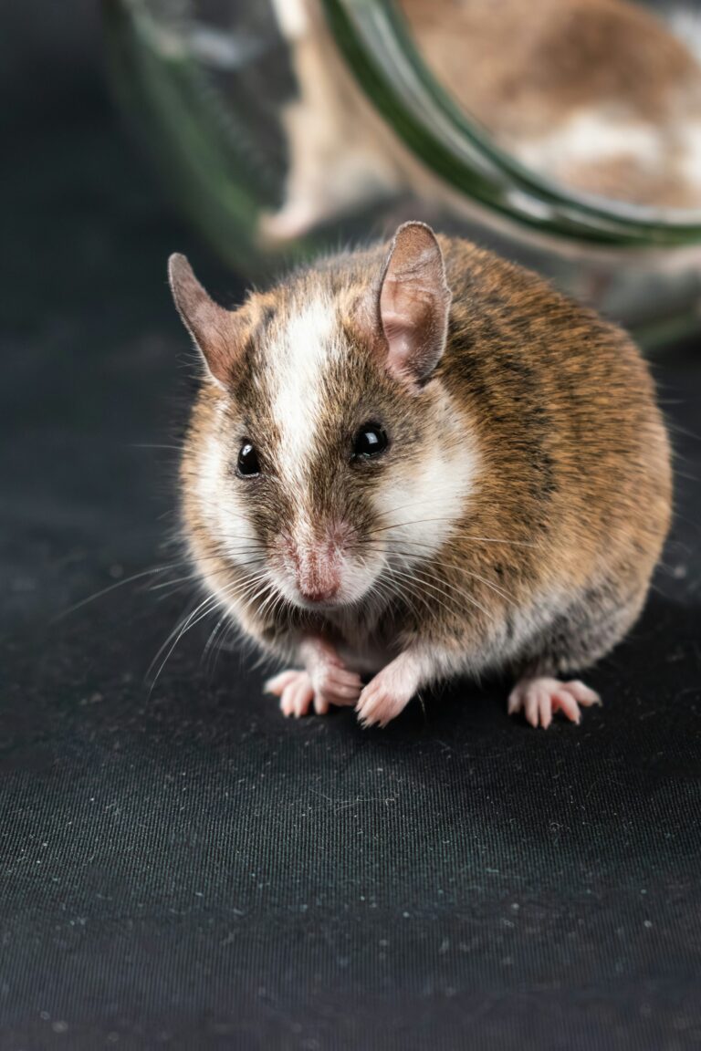 Rato mo$@#& em bolo leva à prisão de dona de estabelecimento em Porto Alegre