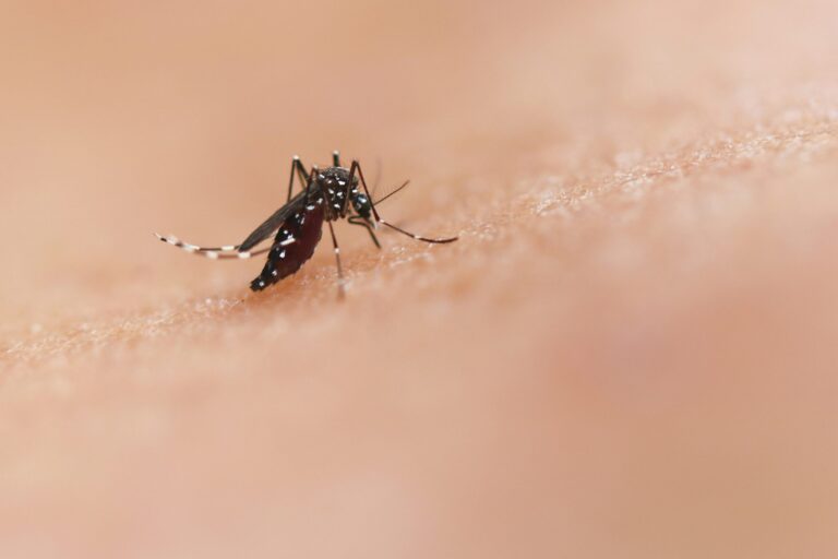 Vírus Shamonda: França confirma primeira infecção humana no mundo